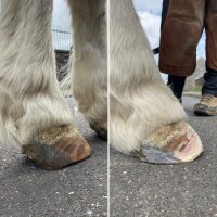 Hufrehe - Akutberatung - Notfallberatung - SOS