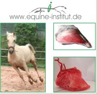 Geschenk-Intensiv-Hufkurs