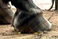 Huf Check up-Geschenk