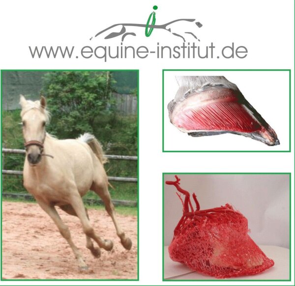 56412 Gackenbach am 14. und 15.11 2026 - 2 tägiger  Intensiv-Hufkurs  / Standort v. E.I.P.P.