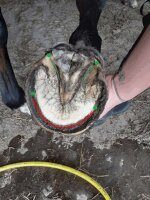 Expertenberatung zum Thema Hufrehe:  11.05.2026 um 19 Uhr • 2-3h Online • Expertenberatung-Hufrehe